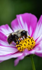 Preview wallpaper bee, pollen, flower, macro, blur