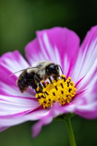 Preview wallpaper bee, pollen, flower, macro, blur