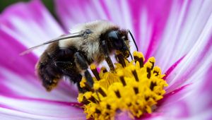 Preview wallpaper bee, pollen, flower, macro, blur