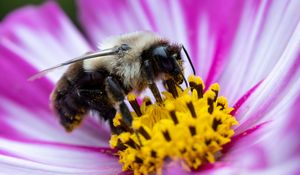 Preview wallpaper bee, pollen, flower, macro, blur