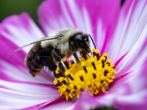 Preview wallpaper bee, pollen, flower, macro, blur