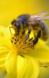 Preview wallpaper bee, pollen, flower, yellow, macro