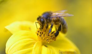 Preview wallpaper bee, pollen, flower, yellow, macro