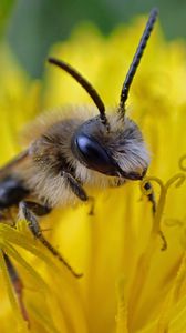 Preview wallpaper bee, pollen, flower, macro