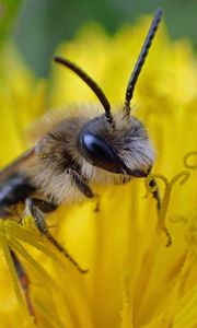 Preview wallpaper bee, pollen, flower, macro