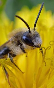 Preview wallpaper bee, pollen, flower, macro