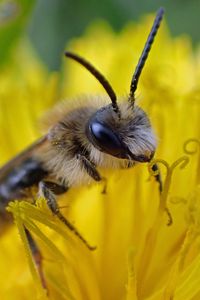 Preview wallpaper bee, pollen, flower, macro