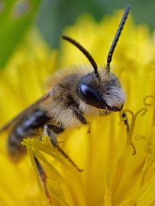 Preview wallpaper bee, pollen, flower, macro