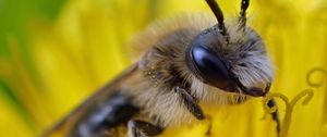 Preview wallpaper bee, pollen, flower, macro