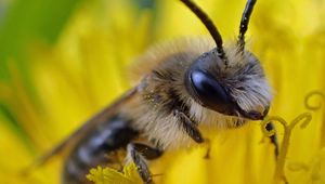 Preview wallpaper bee, pollen, flower, macro