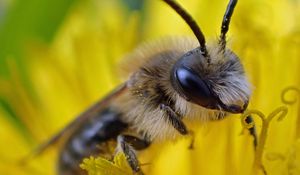 Preview wallpaper bee, pollen, flower, macro