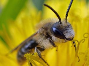 Preview wallpaper bee, pollen, flower, macro