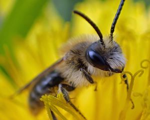 Preview wallpaper bee, pollen, flower, macro