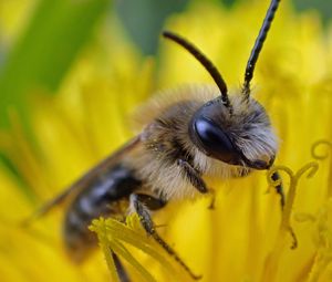 Preview wallpaper bee, pollen, flower, macro