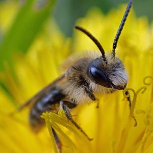 Preview wallpaper bee, pollen, flower, macro