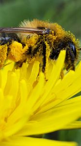 Preview wallpaper bee, pollen, nectar, flower, pollination