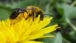 Preview wallpaper bee, pollen, nectar, flower, pollination