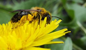 Preview wallpaper bee, pollen, nectar, flower, pollination