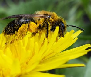 Preview wallpaper bee, pollen, nectar, flower, pollination