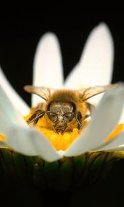 Preview wallpaper bee, pollen, petals, macro