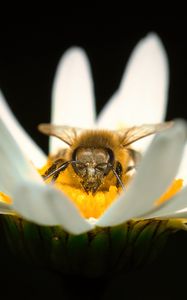 Preview wallpaper bee, pollen, petals, macro