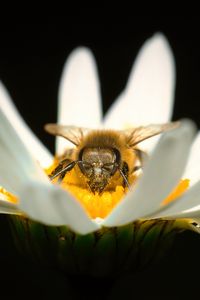 Preview wallpaper bee, pollen, petals, macro