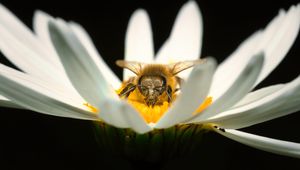 Preview wallpaper bee, pollen, petals, macro