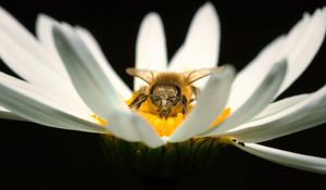 Preview wallpaper bee, pollen, petals, macro