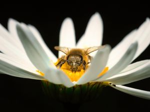 Preview wallpaper bee, pollen, petals, macro