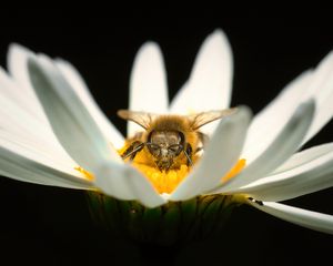 Preview wallpaper bee, pollen, petals, macro