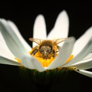 Preview wallpaper bee, pollen, petals, macro