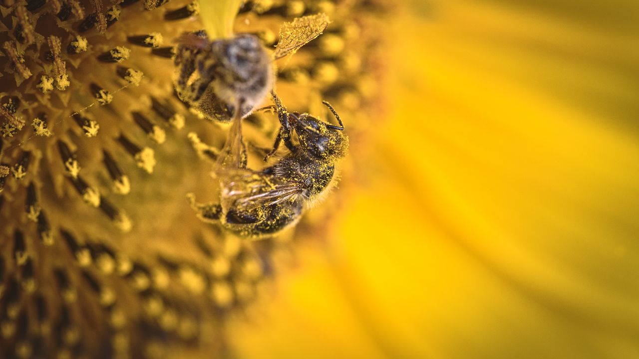 Wallpaper bee, pollen, sunflower, flower, macro, yellow