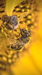 Preview wallpaper bee, pollen, sunflower, flower, macro, yellow