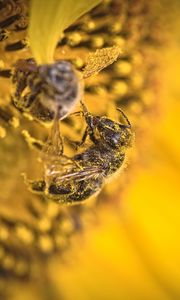 Preview wallpaper bee, pollen, sunflower, flower, macro, yellow