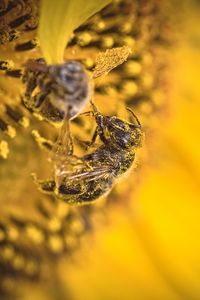 Preview wallpaper bee, pollen, sunflower, flower, macro, yellow