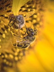 Preview wallpaper bee, pollen, sunflower, flower, macro, yellow