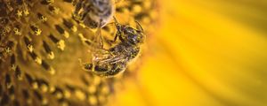 Preview wallpaper bee, pollen, sunflower, flower, macro, yellow