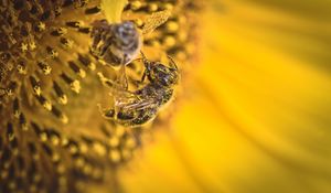 Preview wallpaper bee, pollen, sunflower, flower, macro, yellow