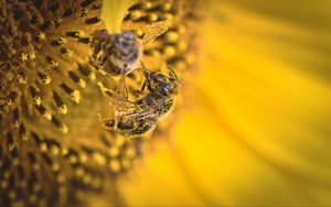 Preview wallpaper bee, pollen, sunflower, flower, macro, yellow