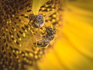 Preview wallpaper bee, pollen, sunflower, flower, macro, yellow