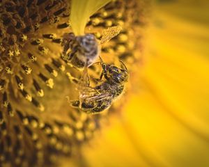 Preview wallpaper bee, pollen, sunflower, flower, macro, yellow