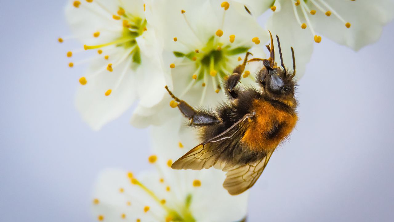 Wallpaper bee, pollination, flower