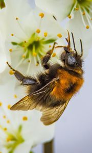 Preview wallpaper bee, pollination, flower