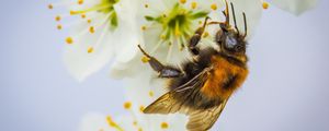 Preview wallpaper bee, pollination, flower