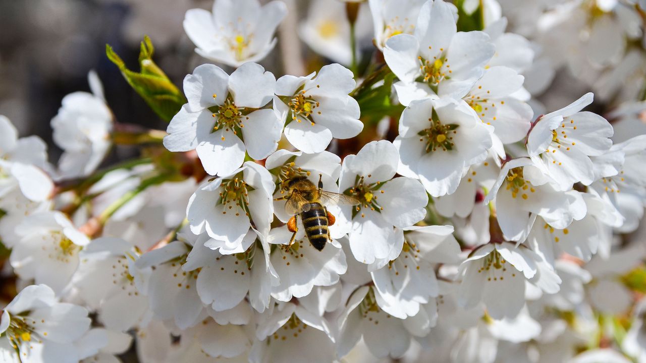 Wallpaper bee, pollination, flowering, spring