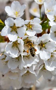Preview wallpaper bee, pollination, flowering, spring
