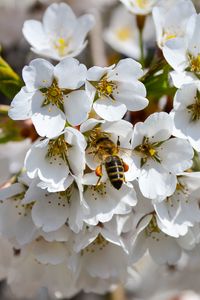 Preview wallpaper bee, pollination, flowering, spring