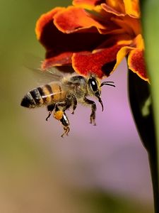 Preview wallpaper bee, pollination, honeybee, wings