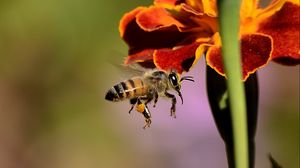 Preview wallpaper bee, pollination, honeybee, wings