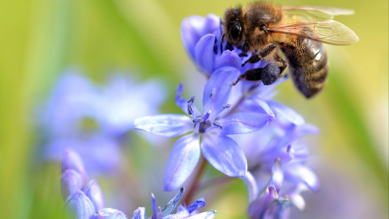 Wallpaper bee, scilla, flowers, macro